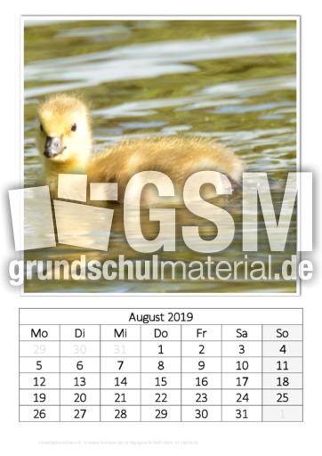August_Kanadagänseküken_1.pdf